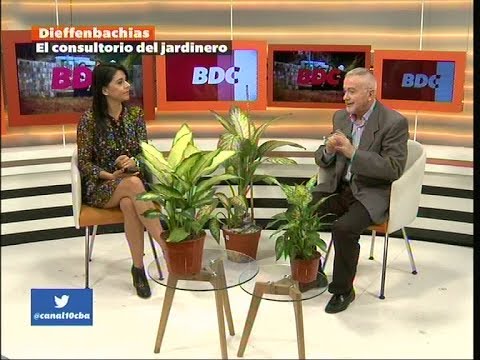 Video: Dificultades Para Cultivar Dieffenbachia