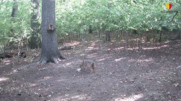 Ilyen felvétel ritkán születik, elképesztően közeli videó készült Ásotthalmon egy erről az állatról