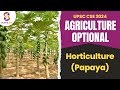 Papaya | Horticulture | Agriculture Optional Foundation 2023/24