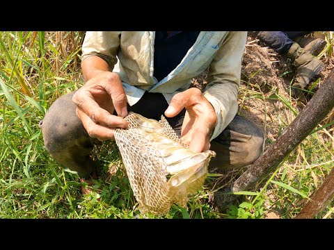 Video Có Rất Nhiều Con Rắn Độc Lại Kéo Đến Nơi Này Sinh Sản... - youtube