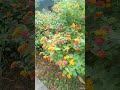 beutiful flower#viral#shortvideo#asmr#satisfying