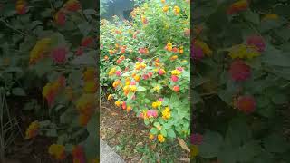beutiful flower#viral#shortvideo#asmr#satisfying