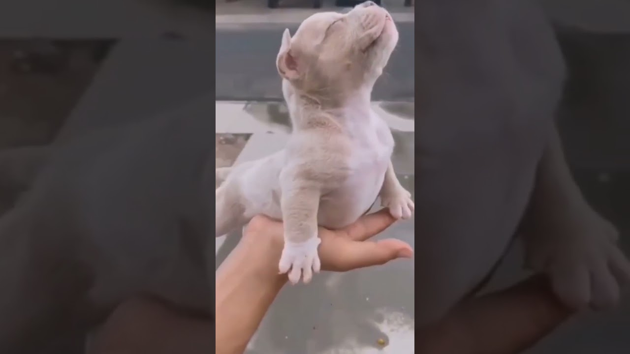 My DOG can FLY 😂🥇 