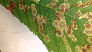Horse Chestnut Leaf Miner Cameraria Ohridella