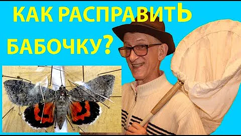 Как Расправить Правильно Бабочку Для Коллекции? Коллекция Насекомых.