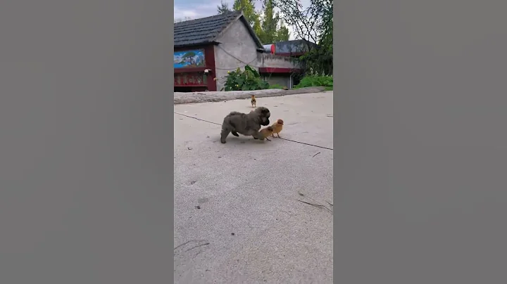 This Fluffy Puppy is So Cute | Quicken Pets