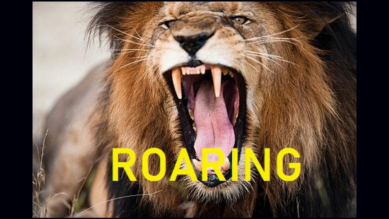 lions roar - sound effect - video Dailymotion