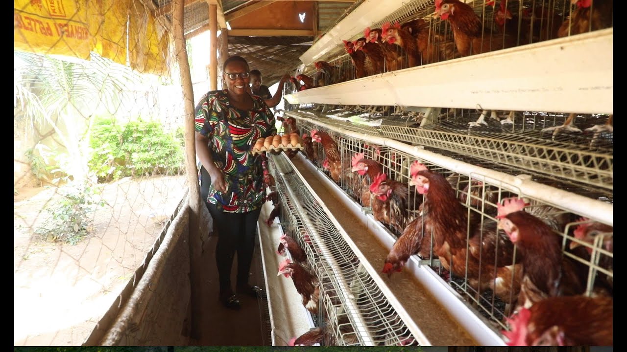 JANET MUSYOKA: THE SECRET OF LAYING CASH THROUGH CHICKEN LAYERS IN KILIFI COUNTY