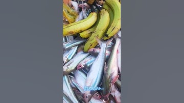 #Shorts / Câu cá dứa cá xác sọc quá phê miền tây sông nước #KiềmRapper