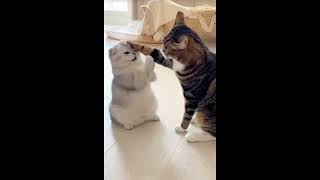 🐾“Playtime Chaos:Cat vs kitten Showdown!”#fiercefelines #tinytech #ytshorts #ytstodio #tinyterror