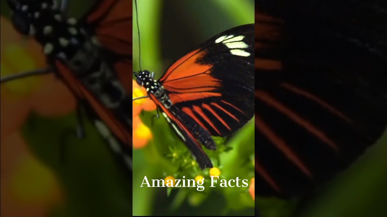 Top 5 Amazing Facts by FactsTK79| # shorts 
