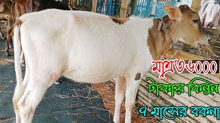 স্বল্প দামে ভালো বকনা কিনুন।রিয়া ডেইরী ফার্ম থেকে।জার্সি ফ্রিজিয়ান ক্রস।friesian jercy.