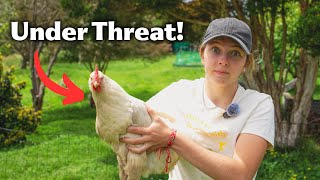 Your Chickens Safety Is Not Guaranteed - They Are Coming