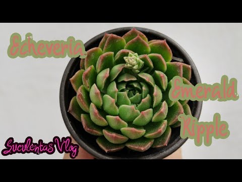 🤩 Hermosa Echeveria