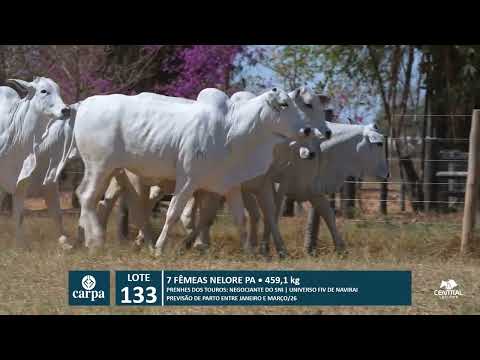 46º Mega Leilão Anual Carpa | LOTE 133