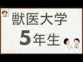 獣医大学の生活　5年生　〜ポリクリ（臨床獣医学実習）、卒業論文、就職活動、国家試験対策、恋愛事情〜【ある獣医の実体験】