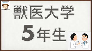 獣医大学の生活　5年生　〜ポリクリ（臨床獣医学実習）、卒業論文、就職活動、国家試験対策、恋愛事情〜【ある獣医の実体験】