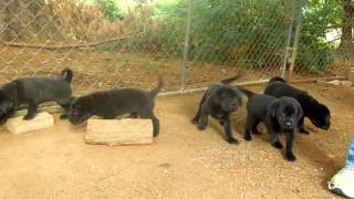 Shar Pei Lab Pups