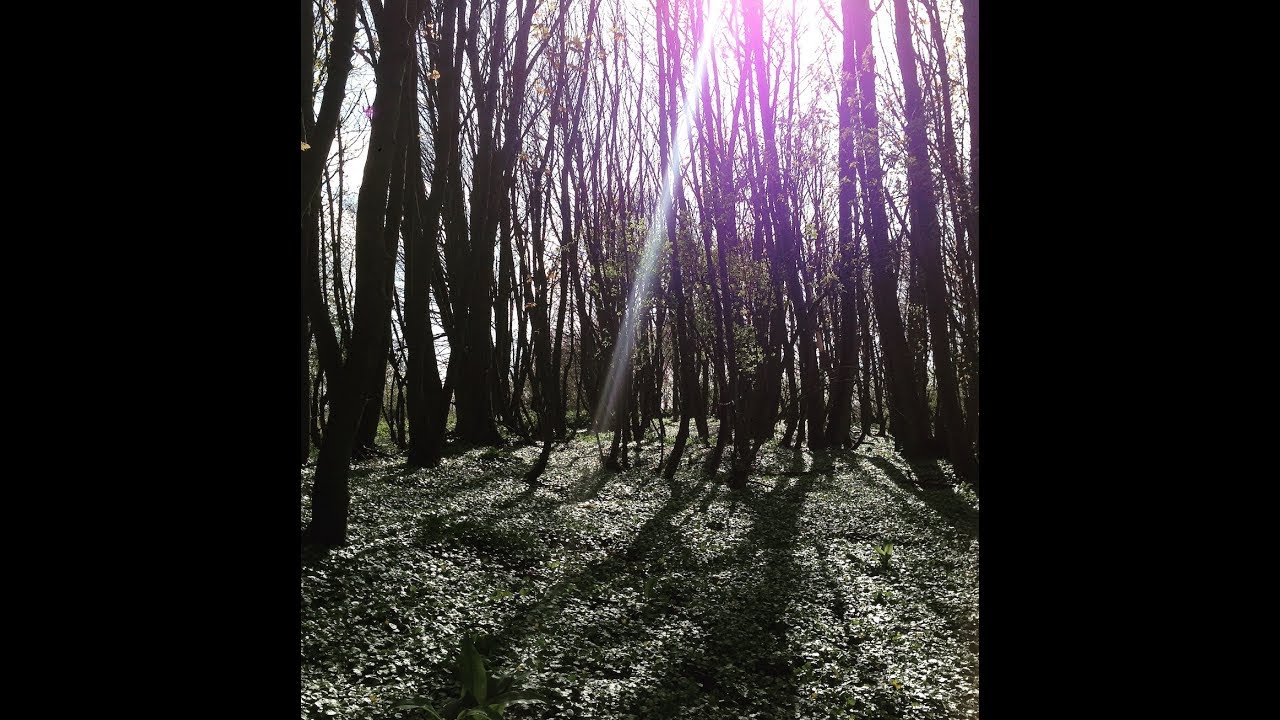 Into the woods with the Teknetics T2 Edinburgh