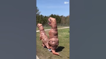 Watch your tail, dino! #dinosaur #costume #fail #afv