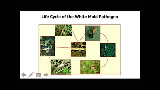 Dr. Lyndon Porter PulsED Foliar Disease Presentation