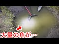 水が涸れ、水溜りとなった小川に取り残された魚を１匹残らず捕獲！