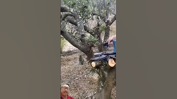 Kéo cắt cành cây bằng pin và điện #chainsaw #tools #powerfulltools