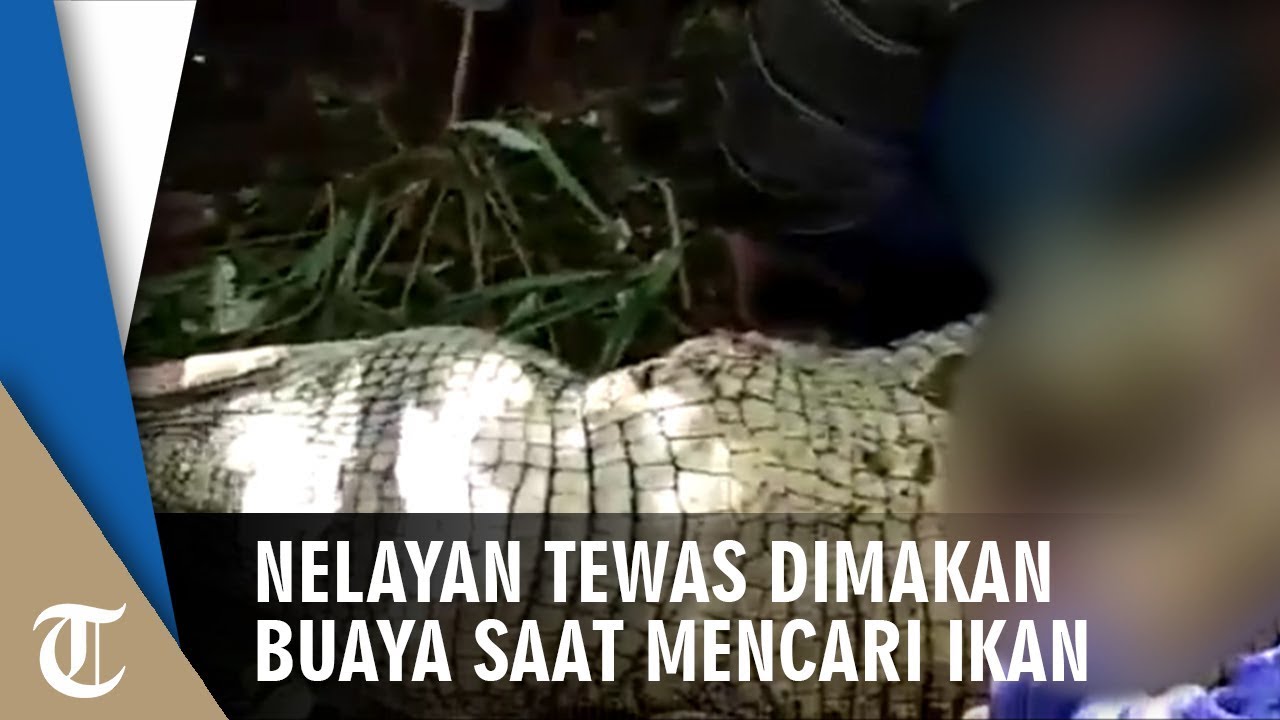 Video Detik-detik Tubuh Buaya Dibelah, Ditemukan Tubuh Nelayan yang Sempat Hilang saat Cari Ikan video phone beyonce mp3