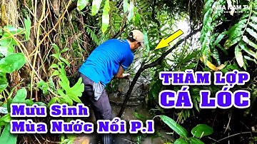 Đặt Lợp Bắt Cá Ven Sông Mùa Nước Nổi Cá, Ốc, Cua Thấy Mê P.1/Catch The Fish/NGÃ NĂM TV