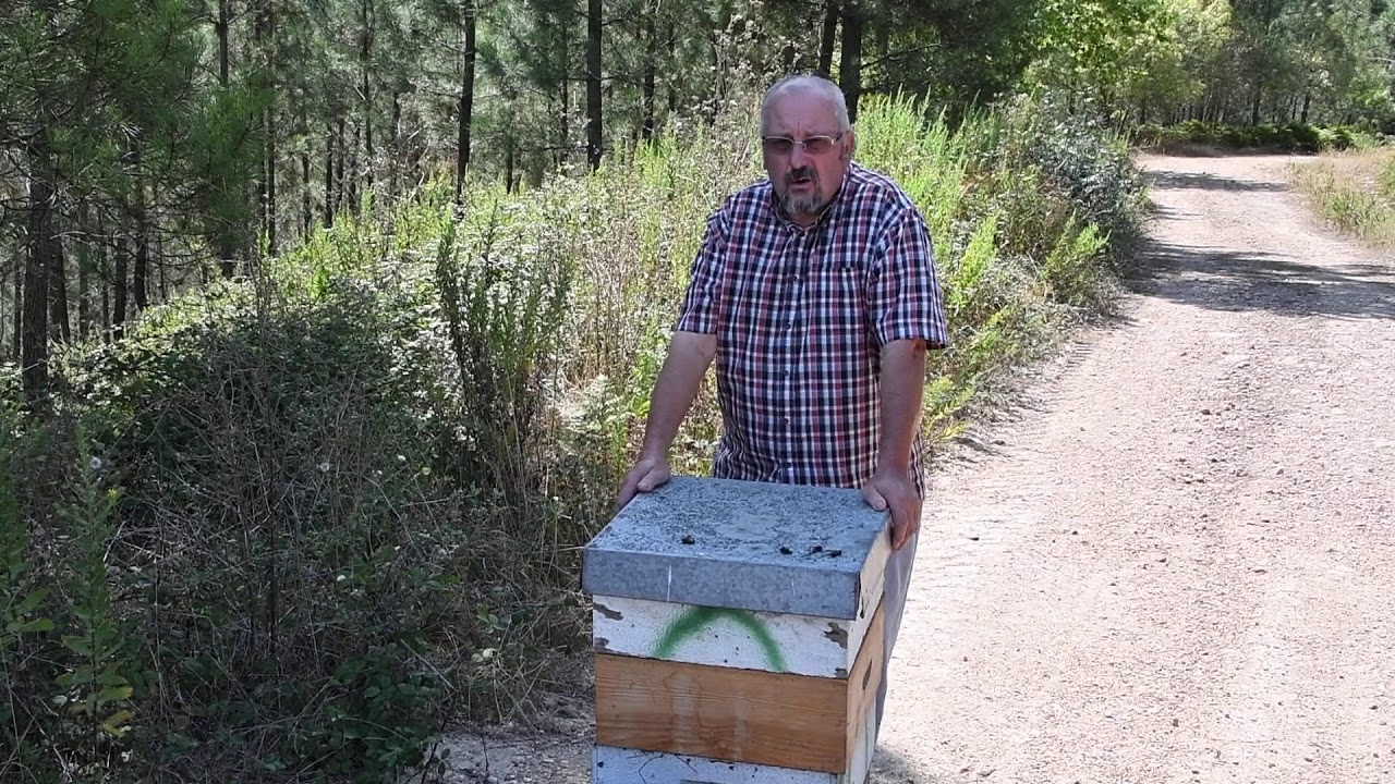 Vespa asiática Ferreira do Zêzere - Jorge Henriques