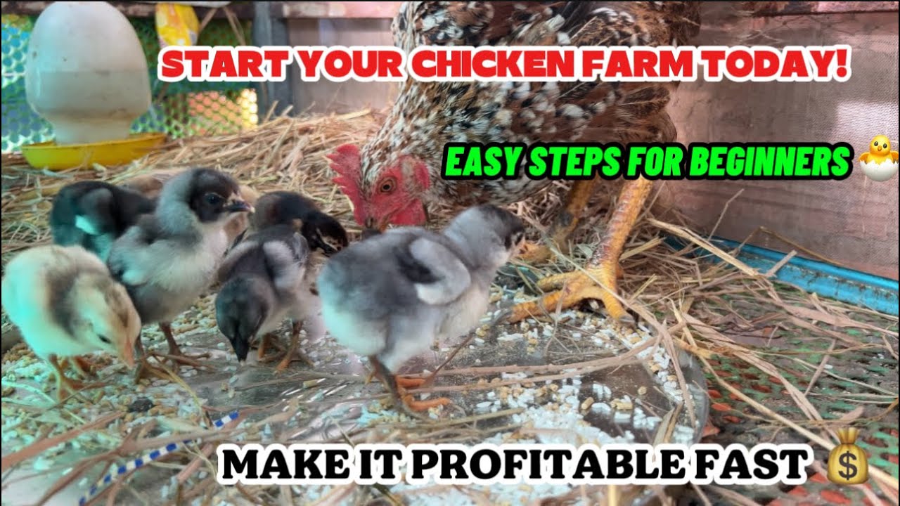 Chicken Farming For Beginners ✅