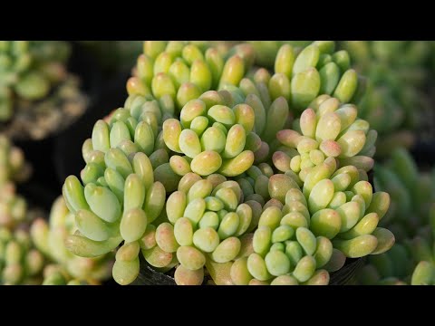つぶつぶ交配 - YouTube