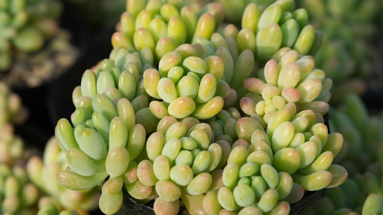 496 【優しい緑の可愛い多肉】ゆっくり観察と1年間の育て方・増やし方