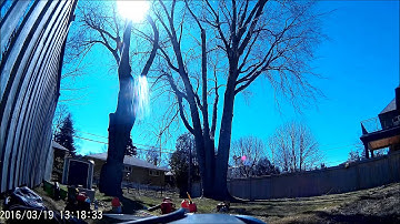 Silver Maple Pruning