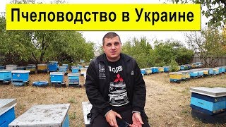 Пчеловодство в Украине Сегодня ✅ 🐝