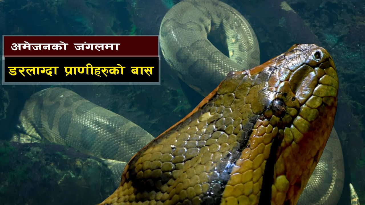 अमेजन जंगल विश्वकै खतरनाक स्थान || Amazon: The Jungle Where Even a Breath Can Kill You