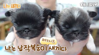 I’m a 15 days old Pekingese Baby [SBS Animal I’m A Baby 58th]