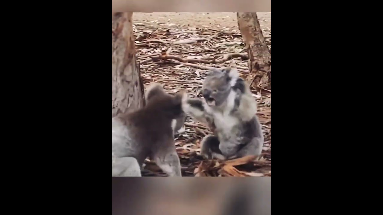 Koala Fighting 