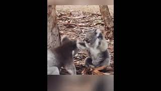Koala Fighting #shorts #animals