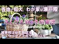 【大ピンチ!チェック必須の冬作業】大被害の庭|チュウゴクアミガサハゴロモ|大人カラーの刺繍|ガーデニング