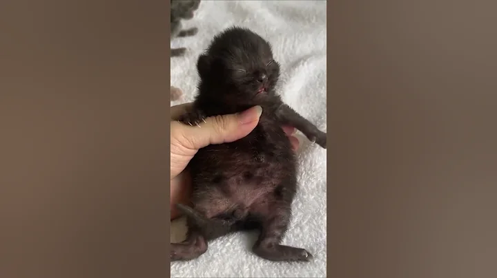 Watch the video about Newborn British Shorthair Black Kitten