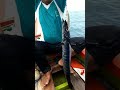 Amazing - Torpedo fish. #shorts #fishing #fishvideo #shakes