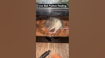 Live Ball Python Feeding