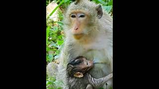 #Cutes Babies Monkey, And Daisy's baby# 258