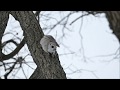 Siberian  flying squirrel ・2019 spring in Japan  / エゾモモンガ 2019