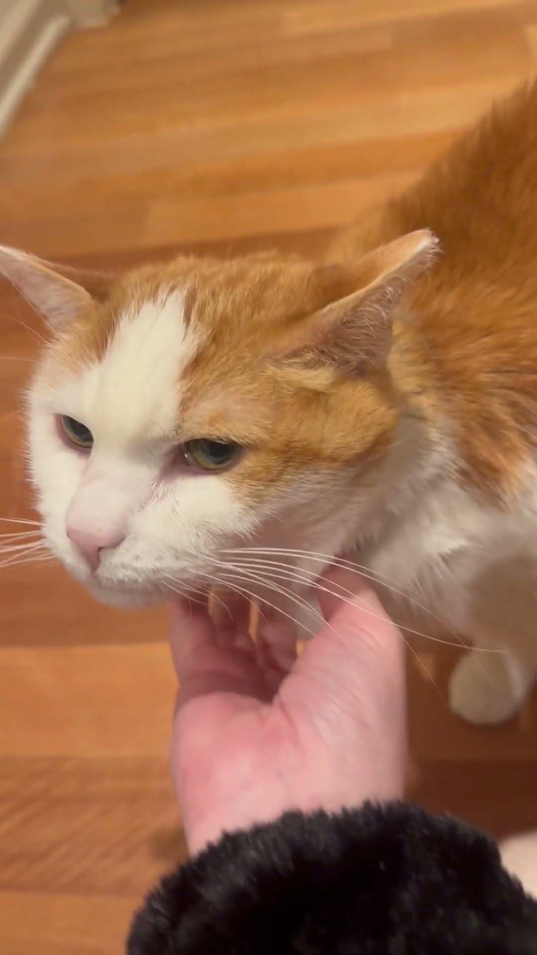 Cat Helps Sing Feliz Navi-Meow || ViralHog