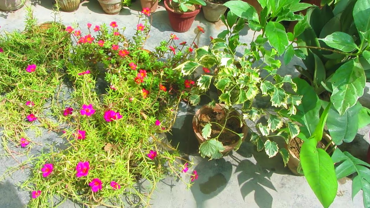 Summer Garden Shopping | New Plants | Urdu/Hindi