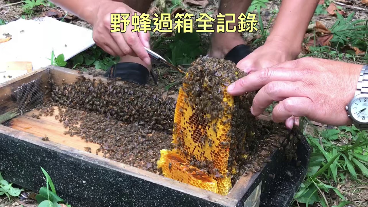 城市養野蜂 野蜂過箱全記錄