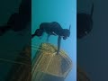 SUNKEN BOAT 🛶 🐠  #freediving #underwater #onebreath #gopro #wetsuit #dive ##salvimar #freediver #c4