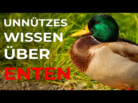 Video: Wo Enten in der Natur überwintern und wie sie in der Stadt überwintern